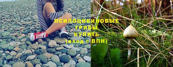 амф Гусев